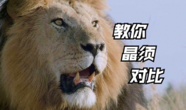 狮子视频,探寻非洲草原霸主的传奇故事