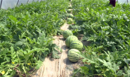 广西吃瓜视频爆料最新,揭秘背后惊人真相！”